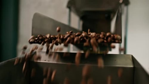 Coffee beans are pushed onto the conveyor of an industrial shaker Brown beans fall for packing