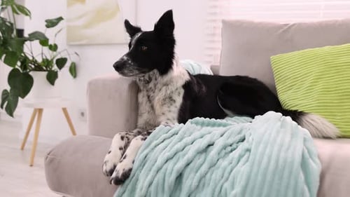Wunderschöner Border Collie-Hund, der zu Hause auf einem weichen Sofa liegt, die Kamera bewegt sich vorwärts
