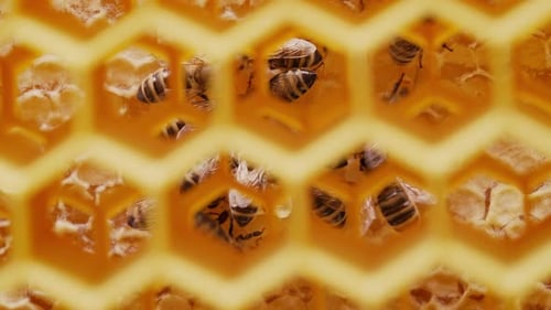 CloseUp Tracking Through Honeycomb Cells to Bees Working in the Hive Core