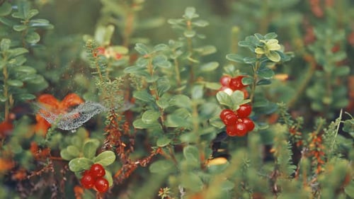 Lingonberries among Green Foliage in Natural Setting