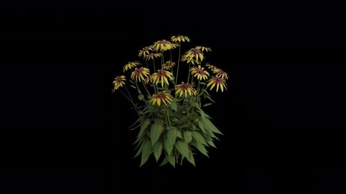 Black Eyed Susan Plant blowing in the wind. Animated Flowering Plant. Alpha Channel. Loop Animation