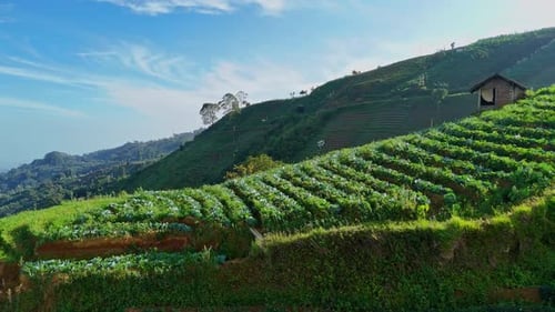 Aerial View of Green Terraced Hills and Vegetable Farms in the Mountains