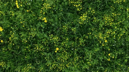 Circling drone view of green meadow with yellow flowers. Awakening spring nature