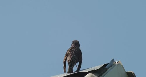 Oiseau de la forêt sauvage : étourneau commun assis sur le toit pendant une journée de printemps, des oiseaux crient et chantent