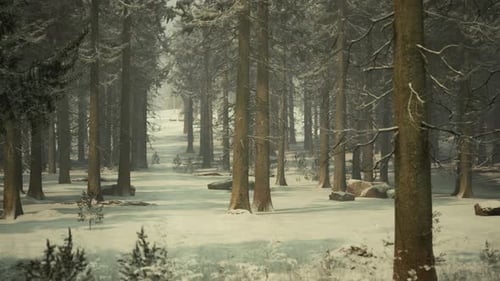 Winter Pine Tree Forest with Snow on Trees