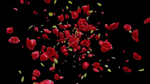 Red Rose Explosion 02 HD
