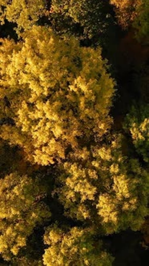 Aerial View Of Oak Forest