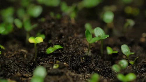 Growing plants rising from soil time lapse 4k footage.