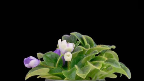 Time Lapse of Growing and Opening White Saintpaulia African Violet