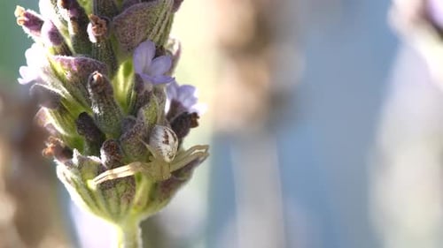 Eine männliche erwachsene Krabbenspinne (Thomisidae sp, wahrscheinlich Misumenops sp) wartet immer noch auf eine Beute an einem
