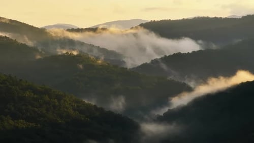 Humid Forest in North Carolina Appalachian Mountains USA American Nature in Summer Rain Season