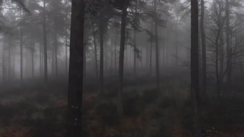 Aufsteigende Luftaufnahme, die die Silhouette von Holztannen im tiefen Wald zeigt.