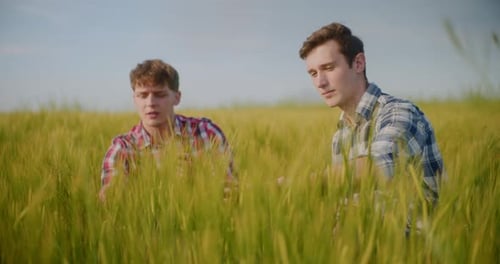 Farmer Examining Crops In Agriculture Field Wheat Before Harvesting