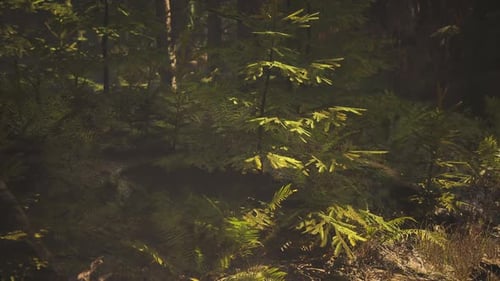 Lush Green Foliage in a Serene Norwegian Forest During Daylight Hours