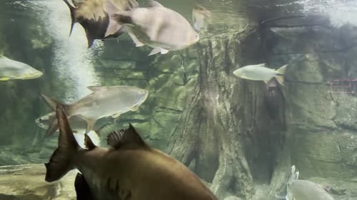 große und kleine Fische im Aquarium