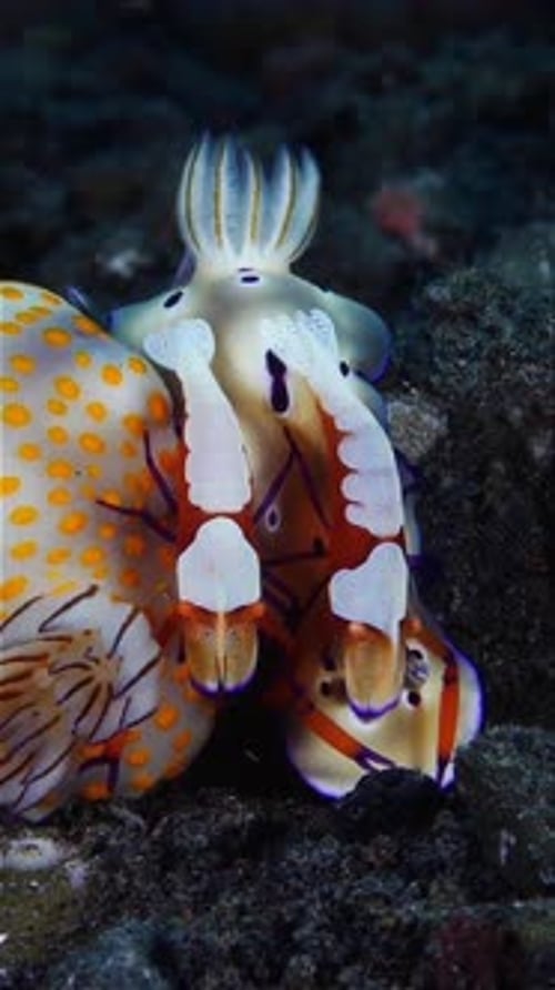 Colorful Nudibranch Sea Slugs on Ocean Floor