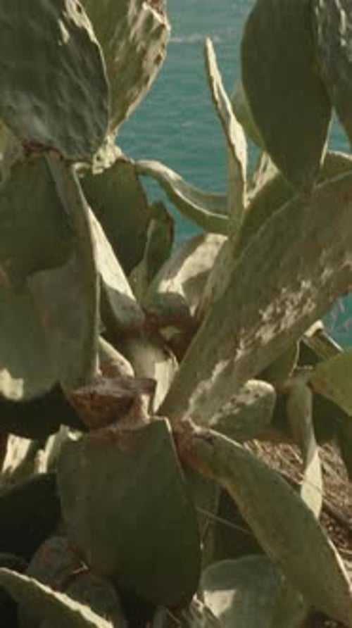 Thickets of a cactus growing at the edge of a cliff by the sea.