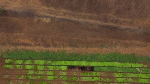Barren dry land next to lush green crop fields after successful irrigation