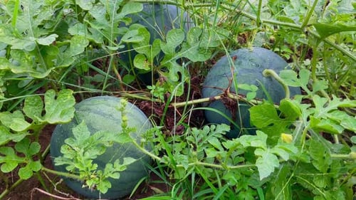 fresh young watermelon fruit on the farm