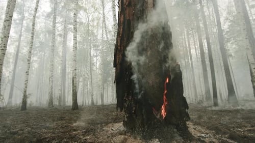 Misty Forest With Glowing Embers Faded Woodland With Burning Trees And Veiled Smoke In Silence Stock