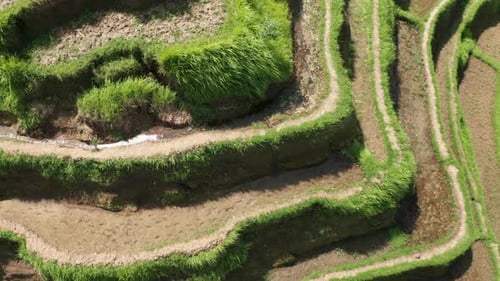Rice terraces seen from above, Bali, Indonesia