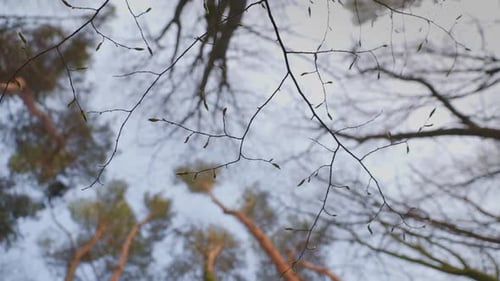 Vertical Video Tree Branch with Buds Spring Natural Forest