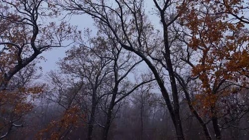 Beautiful snowfall in to the oak forest. Scenic Aerial Video of an oak forest in winter.