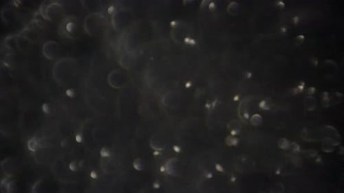 Zoomez sur les spermatozoïdes.
