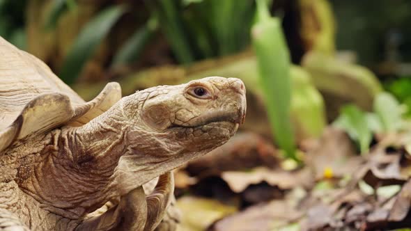 Slow-Moving Turtle Among Foliage, Nature Stock Footage ft. turtle ...