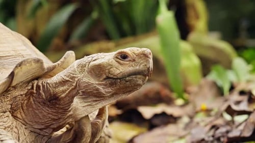 Langsam bewegte Schildkröte im Laub