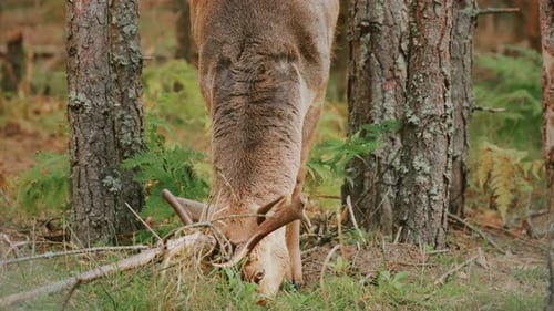 Fallow Deer Or Dama Dama Grazes In Autumn Forest Close Up Deer