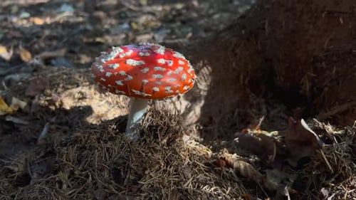 Red Capped Mushroom on Forest Floor