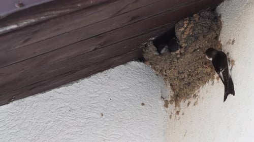 A White Wall and a Brown Roof are Home to a Flock of House Martins