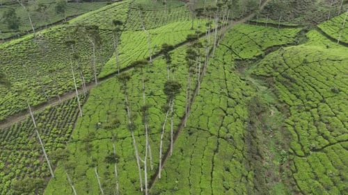 Tea Field Wonosobo