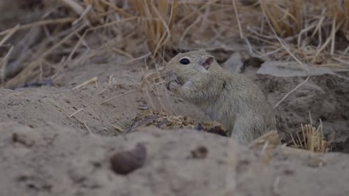 Desert Gerbil Feeding in Sandy Burrow