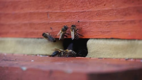 Bees traffic at hive entrance
