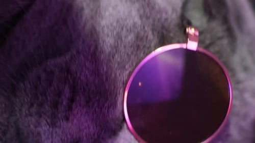 Cat Wearing Sunglasses Close Up