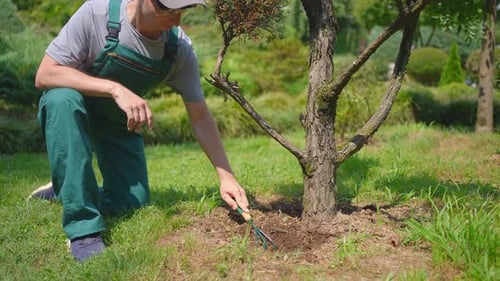 a Male Gardener in Uniform Takes Care of a Tree in a Japanese Garden Park