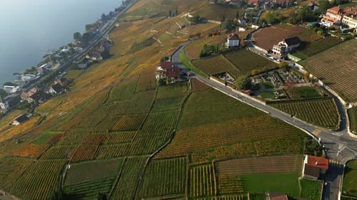 Reveal drone shot of Lavaux and Lake Geneva with autumn colors