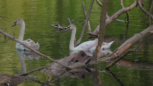 Beautiful white swans preen their feathers, drink water from the lake, swim around the lake.