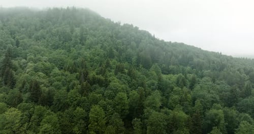 Dense Forest Of Green Coniferous Trees Shrouded By Morning. - aerial