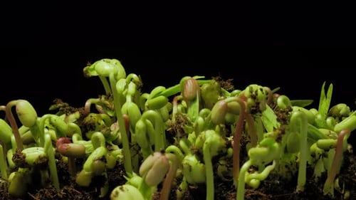 Bean Sprouts Growing Time Lapse Against Black
