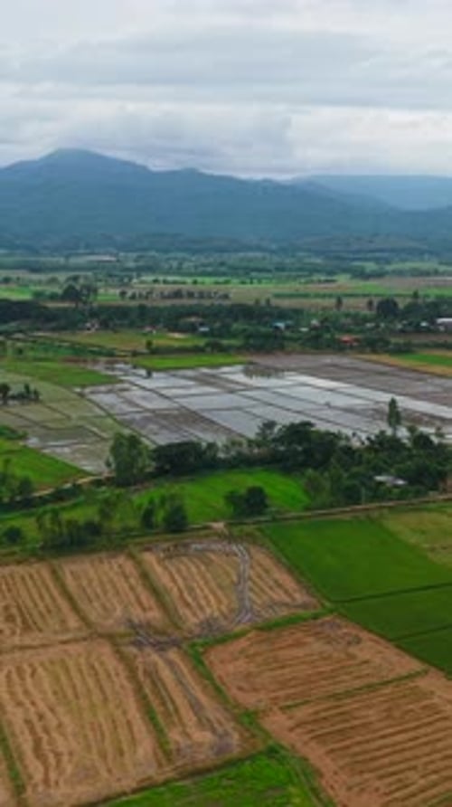 Flooded Rice Paddies on a Plain in an Agricultural Region