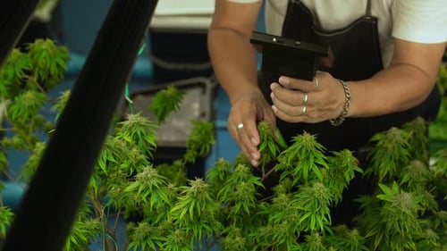 Cannabis Farmer Use Microscope to Analyze CBD in Curative Cannabis Farm