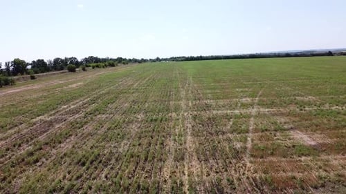 Blue Tractor O.A. Planting Canola On No Till Field