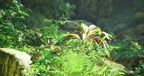 Lush Green Forest Foliage with Sunlight