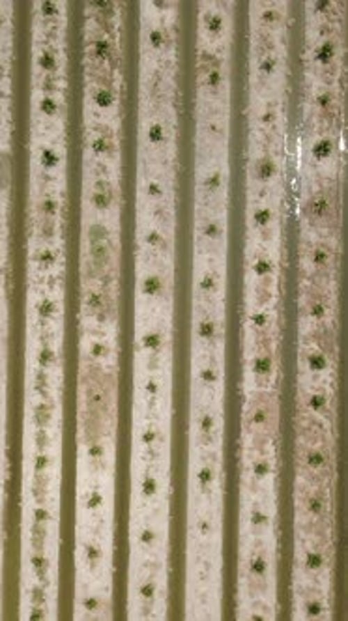 Birds Eye View of a Coconut Palms Field