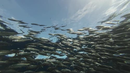 Underwater View of Shoal Sardine Fish in Sea