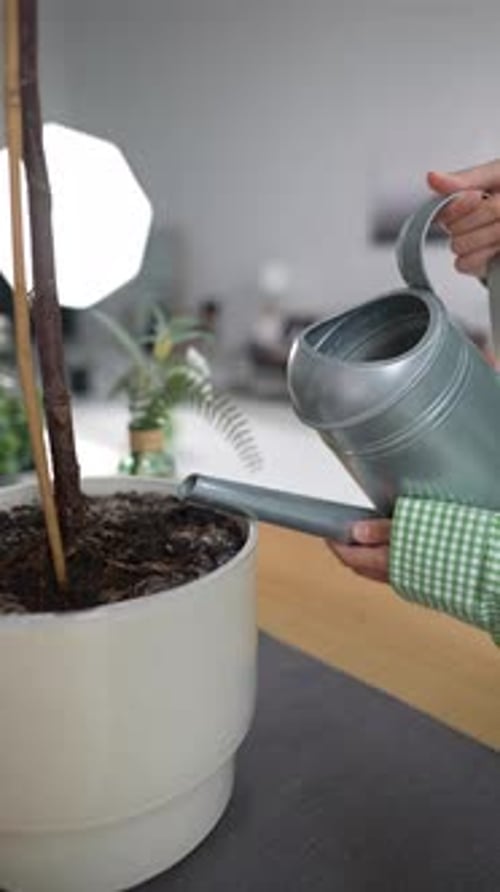Woman Pour Water in Flower Pot with Indoor Houseplant From Watering Can