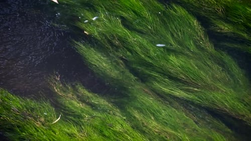 Üppiges grünes Flusskraut, das sich im fließenden River Arrow in der Nähe von Alcester in Warwickshire, Großbritannien, wiegt.